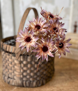 Day Daisy Bundle