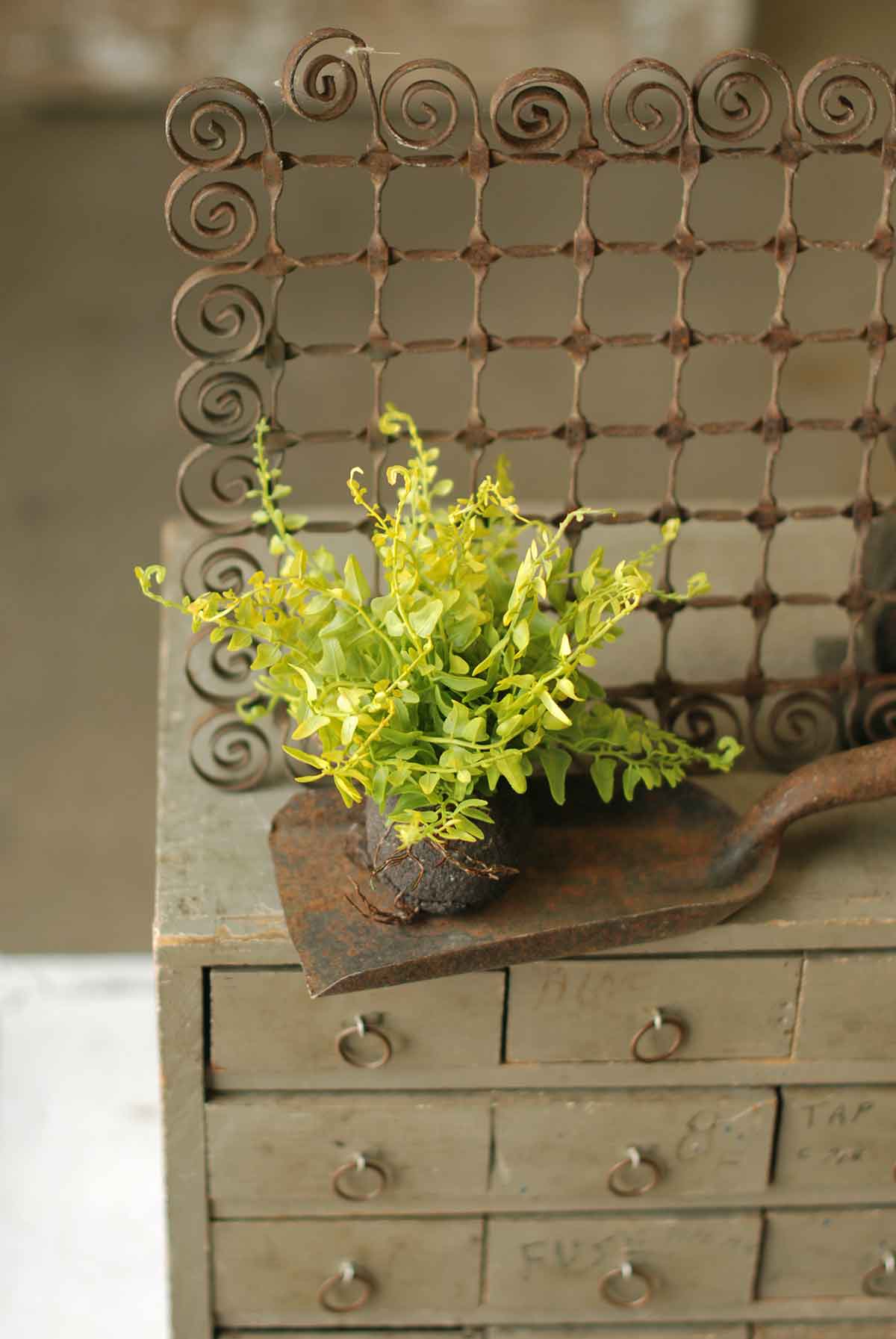 Rooted Wild Fern