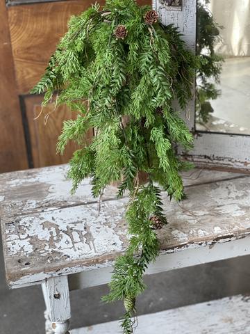 Bristlecone Cedar Hanging