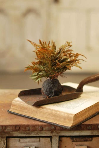 Rooted Frond